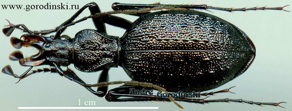 http://www.gorodinski.ru/carabidae/Cychrus sinicus.jpg